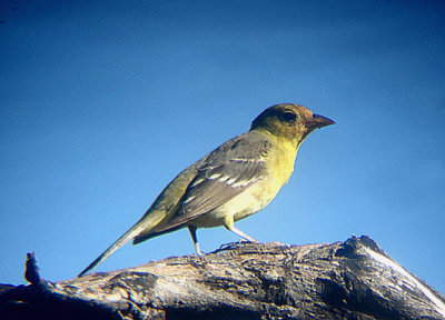  WESTERN TANAGER ( Female ) . THE BIG MORONGO CANYON PRESERVE . CALIFORNIA . 29 / 7 / 2009