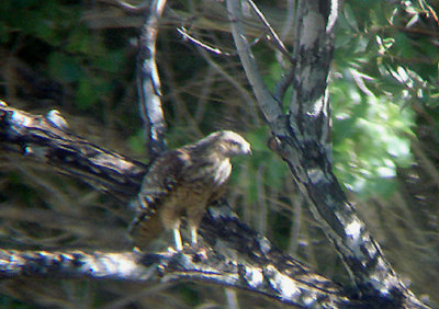  RED SHOULDERED HAWK . THE BIG MORONGO CANYON PRESERVE . CALIFORNIA . 29 / 7 / 2009