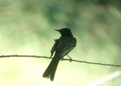 BLACK PHOEBE . THE BIG MORONGO CANYON PRESERVE . CALIFORNIA . 29 / 7 / 2009
