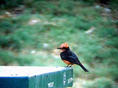 VERMILION FLYCATCHER . THE BIG MORONGO CANYON PRESERVE . CALIFORNIA . 29 / 7 / 2009