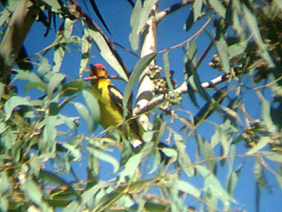  WESTERN TANAGER . THE BIG MORONGO CANYON PRESERVE . CALIFORNIA . 29 / 7 / 2009