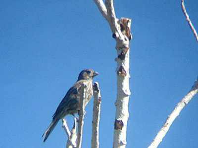  HOUSE FINCH ( Female ) . THE BIG MORONGO CANYON PRESERVE . CALIFORNIA . 29 / 7 / 2009