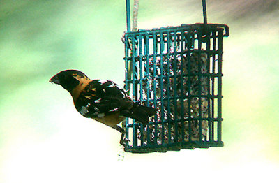  BLACK HEADED GROSBEAK . THE BIG MORONGO CANYON PRESERVE . CALIFORNIA . 29 / 7 / 2009 