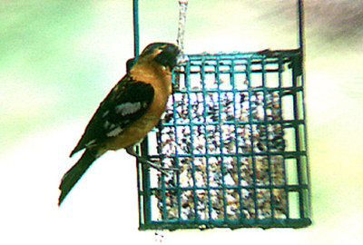BLACK HEADED GROSBEAK . THE BIG MORONGO CANYON PRESERVE . CALIFORNIA . 29 / 7 / 2009 