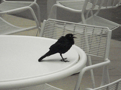  BREWERS BLACKBIRD . PALM SPRINGS AIRPORT . CALIFORNIA . 30 / 7 / 2009
