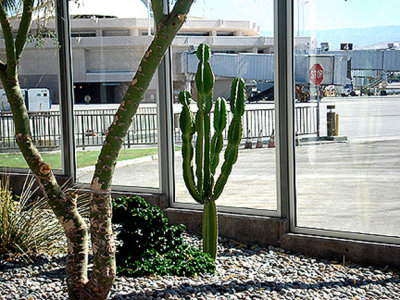  A DESERT CACTUS . PALM SPRINGS AIRPORT . CALIFORNIA . 30 / 7 / 2009