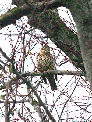 MISTLE THRUSH . BOWLING GREEN LANE . TOPSHAM . DEVON . 17 . 12 . 2016