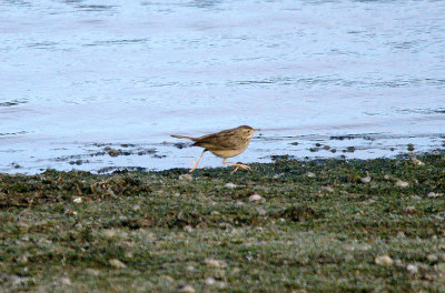 BLYTH`S PIPIT . BLAGDON LAKE . SOMERSET . 22 . 12 . 2016