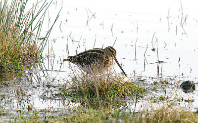 COMMON SNIPE . BOWLING GREEN MARSH . TOPSHAM . DEVON . 26 . 12 . 2016
