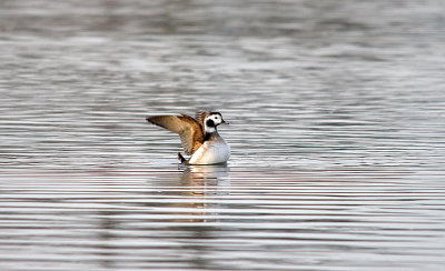 LONG-TAILED DUCK ( Female ) . THE RIVER EXE . TOPSHAM . DEVON . ENGLAND . 27 . 12 . 2016