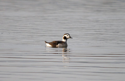 LONG-TAILED DUCK ( Female ) . THE RIVER EXE . TOPSHAM . DEVON . ENGLAND . 27 . 12 . 2016