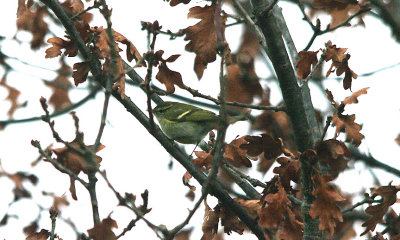 YELLOW-BROWED WARBLER , THE TOPSHAM RECREATION GROUND , DEVON , 1 , 1 , 2017