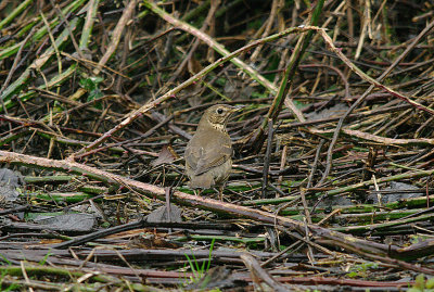 SONG THRUSH . THE MATFORD MARSHES . EXETER . DEVON . 1 . 1 . 2017