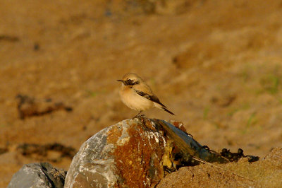 DESERT WHEATEAR . LEASFOOT BEACH . THURLESTONE . DEVON . 2 . 1 . 2017