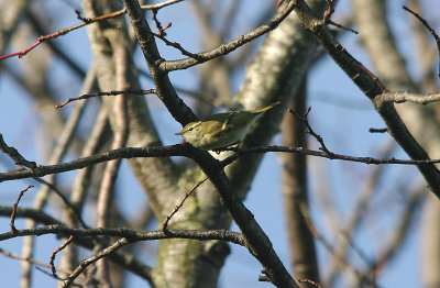YELLOW-BROWED WARBLER , THE TOPSHAM RECREATION GROUND , DEVON , 3 , 1 , 2017