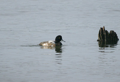GREATER SCAUP , THE EXE ESTUARY , EXMOUTH , DEVON , ENGLAND . 5 , 1 , 2017