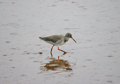 COMMON REDSHANK . GOOSEMOOR . TOPSHAM . DEVON . 7 / 1 / 2017