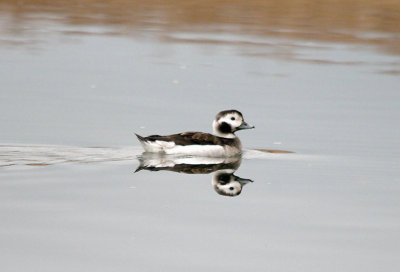 LONG-TAILED DUCK . THE TOPSHAM RECREATION GROUND . DEVON . ENGLAND . 8 . 1 . 2017