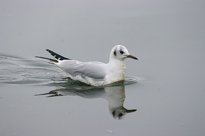BLACK-HEADE GULL . THE TOPSHAM RECREATION GROUND . DEVON . 8 . 1 . 2017.JPG