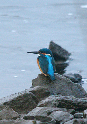 COMMON KINGFISHER . THE TOPSHAM RECREATION GROUND . DEVON . 8 . 1 . 2017