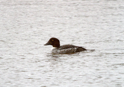 COMMON GOLDENEYE ( Female ) . THE TOPSHAM RECREATION GROUND . DEVON . ENGLAND . 10 . 1 . 2017