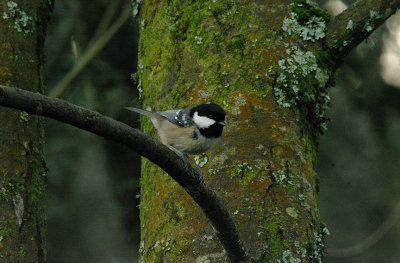 COAL TIT . LOWER TAMAR LAKE . DEVON . ENGLAND . 14 . 1 . 2017