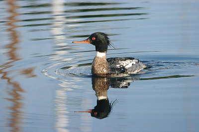 RED-BREASTED MERGANSER . TURF LOCKS . DEVON . ENGLAND . 18 . 1 . 2017