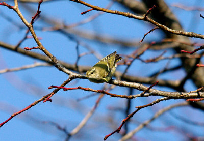 YELLOW-BROWED WARBLER . THE TOPSHAM RECREATION GROUND . DEVON . 22 . 1 . 2017