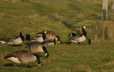 BARNACLE GOOSE . THE EXMINSTER MARSHES . DEVON . ENGLAND . 22 . 1 . 2017