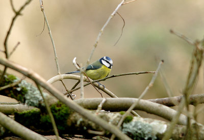 BLUE TIT . LOWER TAMAR LAKE . DEVON . 27 . 1 . 2017