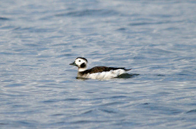 LONG-TAILED DUCK ( Female ) , THE RIVER EXE , TOPSHAM RECREATION GROUND , DEVON , ENGLAND . 1 , 2 , 2017