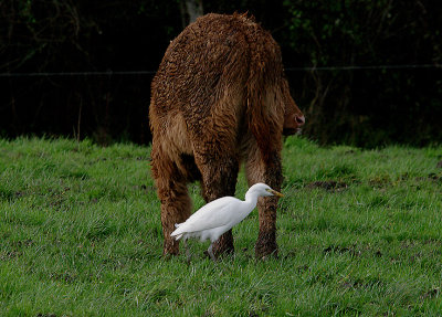 CATTLE EGRET , TEIGNGRACE , DEVON , ENGLAND . 2 , 2 , 2017