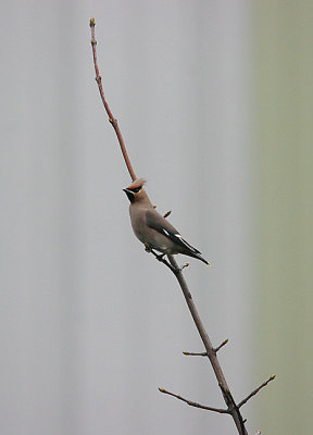 BOHEMIAN WAXWING . HEATHFIELD . DEVON . 2 . 2 . 2017