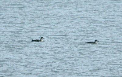GREAT NORTHERN DIVER . BROADSANDS . DEVON . 4 . 2 . 2017