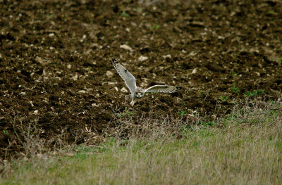 SHORT-EARED OWL , PORTLAND BILL , DORSET , 6 , 2 , 2017