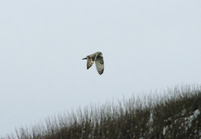 SHORT-EARED OWL . PORTLAND BILL . DORSET . 6 . 2 . 2017