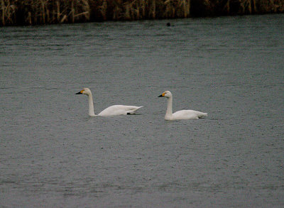 BEWICK`S SWAN . CHEW VALLEY LAKE . SOMERSET . ENGLAND . 7 . 2 . 2017