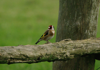 GOLDFINCH , EXMINSTER MARSH , DEVON , ENGLAND . 10 , 2 , 2017