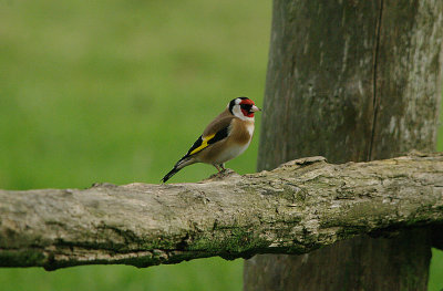 GOLDFINCH . EXMINSTER MARSH . DEVON . ENGLAND . 10 . 2 . 2017