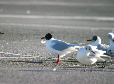 MEDITERRANEAN GULL . RADIPOLE . WEYMOUTH . DORSET . 13 . 2 . 2017