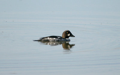 COMMON GOLDENEYE ( 1ST Winter Male ) . THE RIVER EXE . TOPSHAM . DEVON . ENGLAND . 16 . 2 . 2017