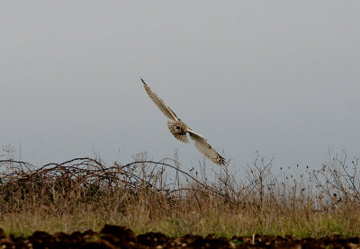 SHORT-EARED OWL . PORTLAND BILL . DORSET . 17 . 2 . 2017