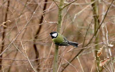 GREAT TIT . YARNER WOOD . DEVON . 19 . 2 . 2017