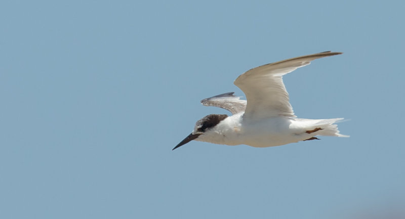 Little Tern 31122015-GO5A9969 - kopia.jpg