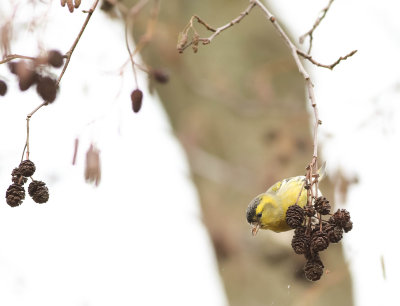 Siskin, Carduelis spinus, grönsiska, 04012014-GO5A3827 - kopia.jpg