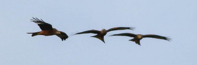 Red kite, Milvus milvus, rödglada, 03012014-03012014-GO5A3466 - kopia - kopia.jpg