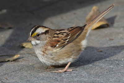 White-throated sparrow, Zonotrichia albicollis, vitstrupig sparv, 25122013-GO5A2094.jpg