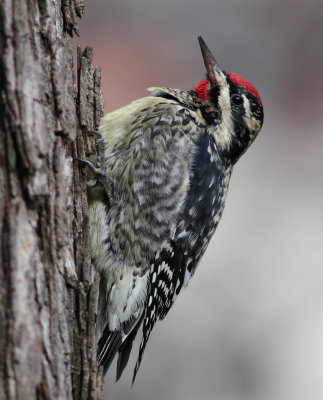 Sphyrapicus varius, gulbröstad savspett, 25122013-GO5A2136.jpg