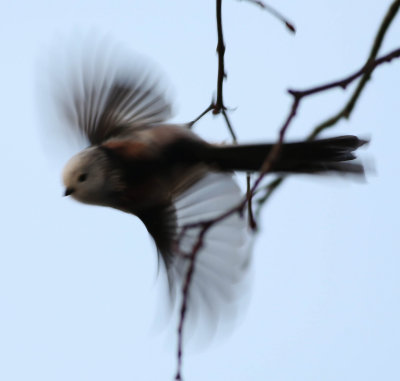Long-tailed tit, Aegithalos caudatus, stjärtmes, 30122013-GO5A3063 - kopia.jpg