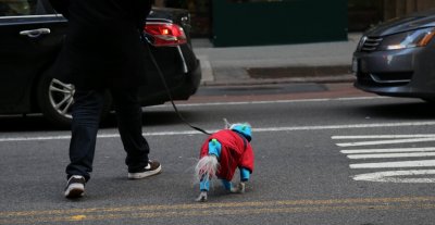 Welldressed dog at 5th Avenue, 26122013-GO5A2504 (1024x530).jpg
